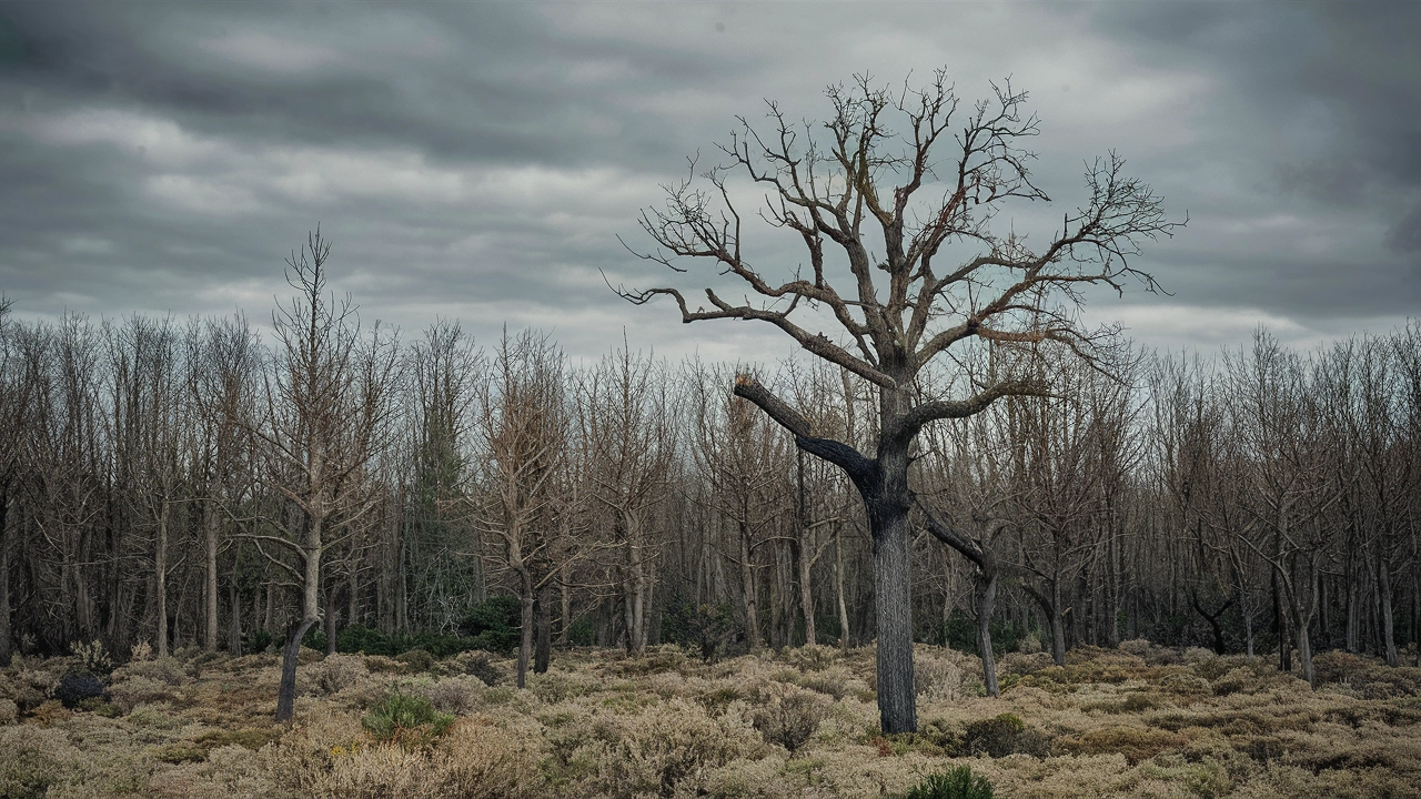 Todo sobre Contingencia Ambiental: 